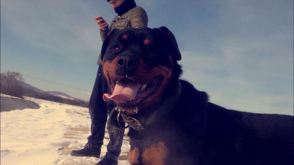 Rottweiler