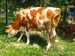 Mushtjerra