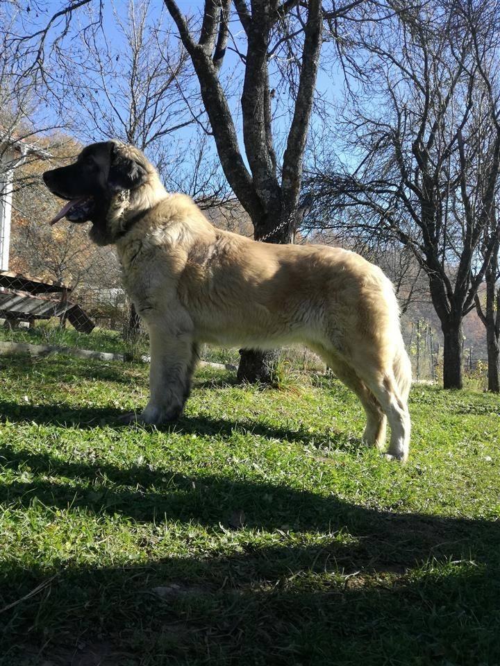 Prodaja