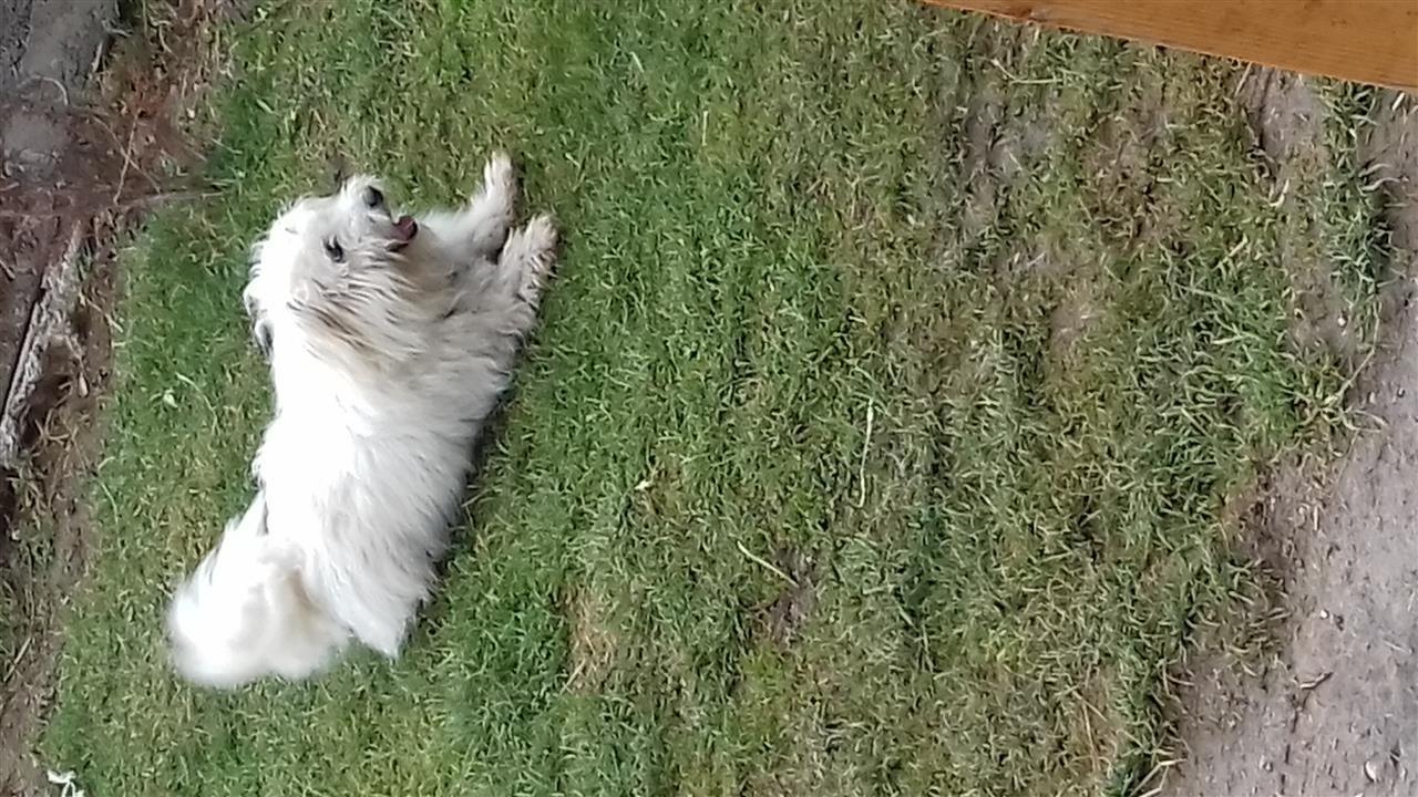 Miniki