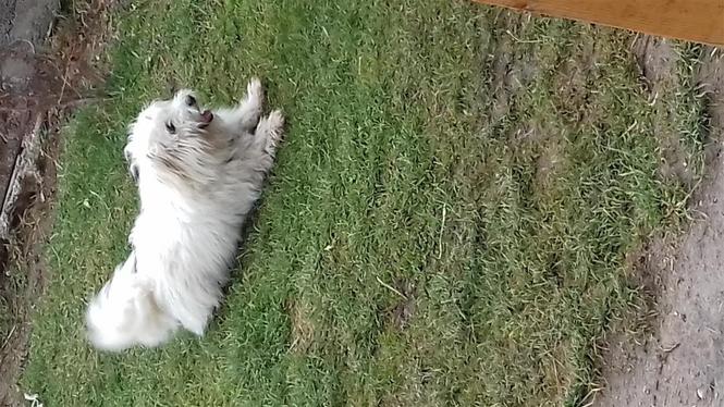 Miniki