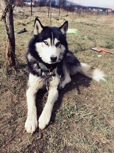 Qen-Husky-
