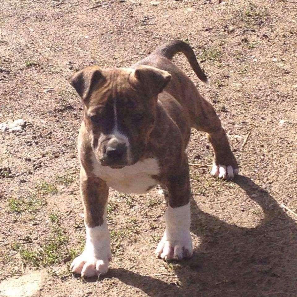 Pitbull