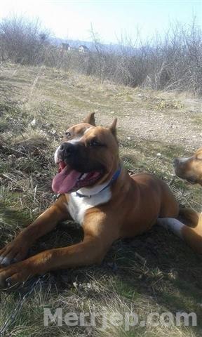 Pitbull
