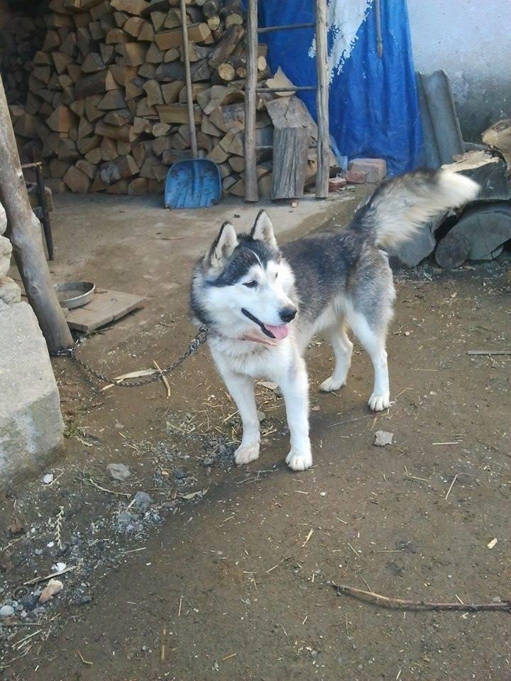 haskyy