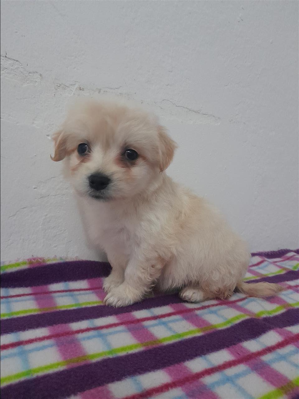 Maltezer