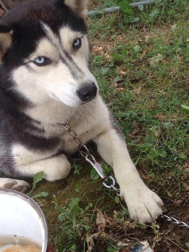 Hasky 