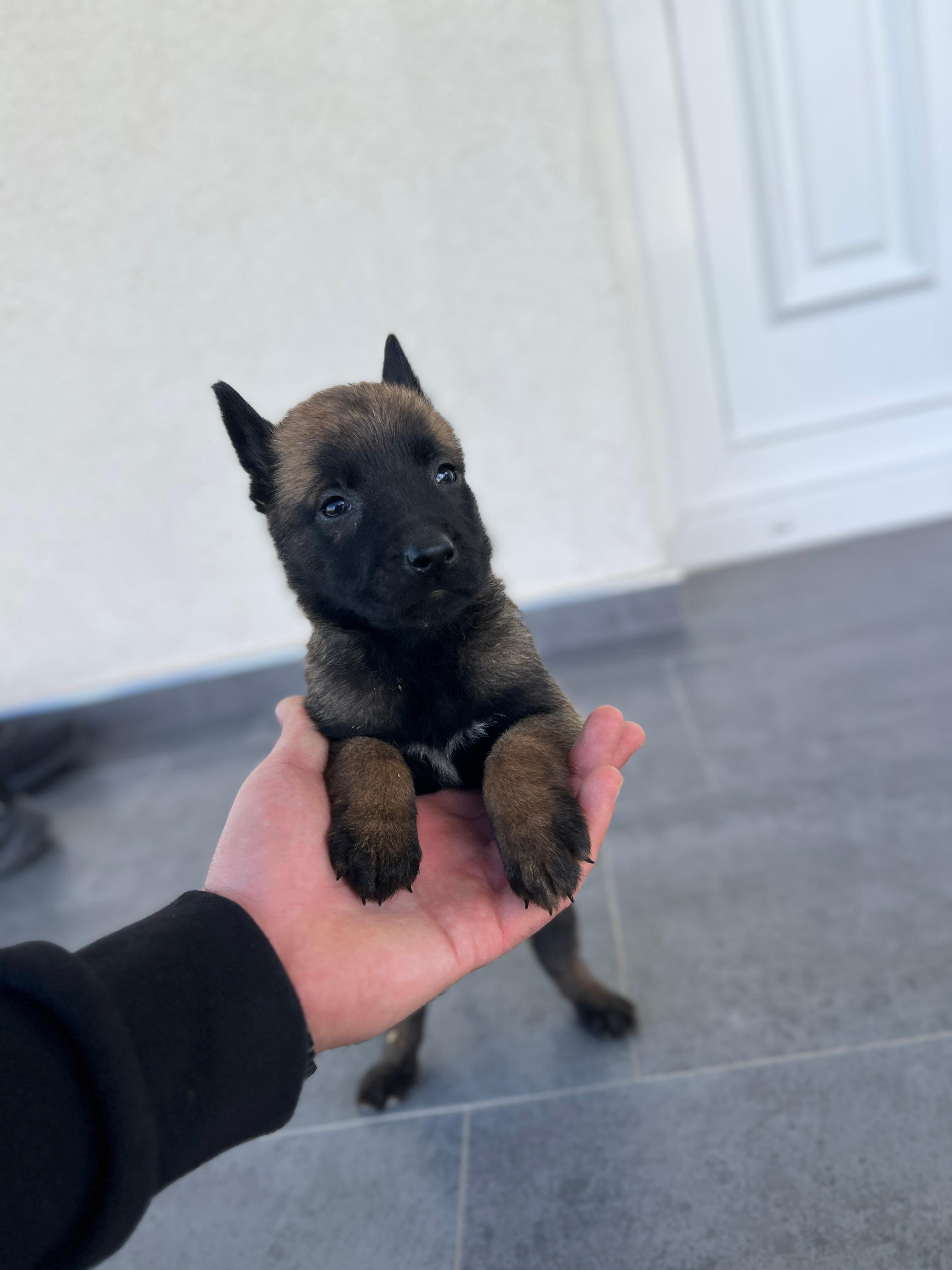 Belg-malinois