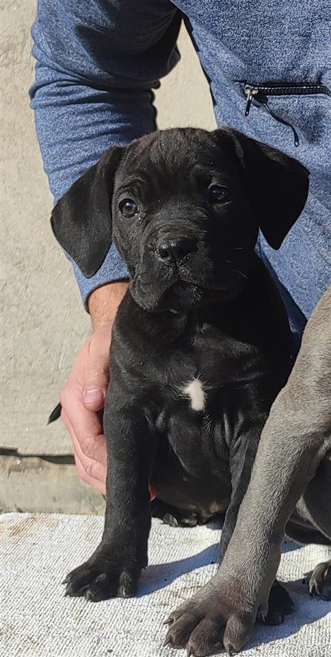 Cane-Corso