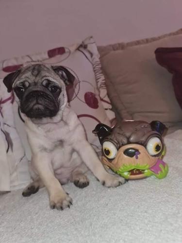 Pug