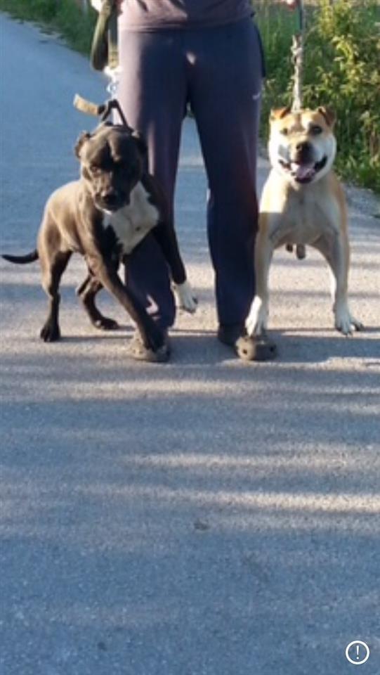 Pitbulla