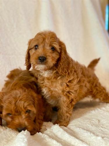 Këlyshët e shquar Cavapoo