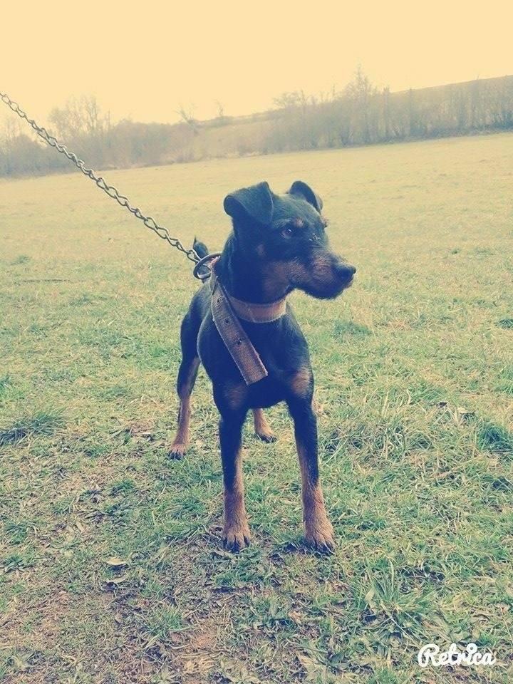 Qen-Terrier-