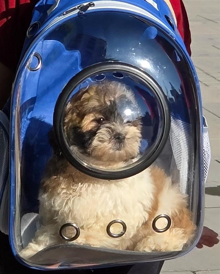 Shih-Tzu