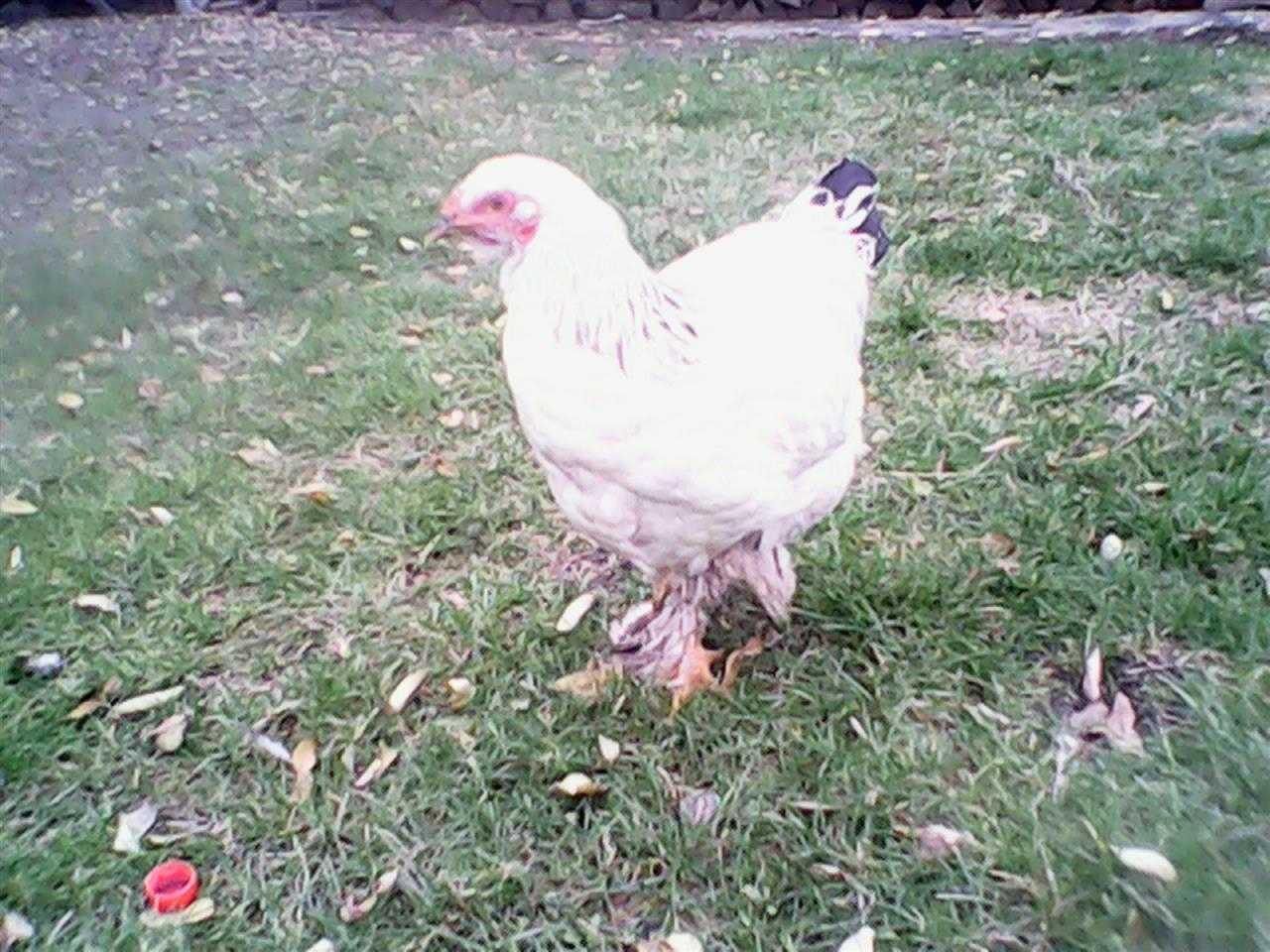 Brahma