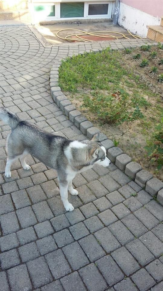 Haski