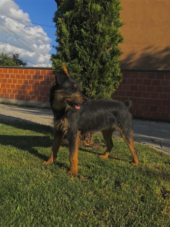 terrier