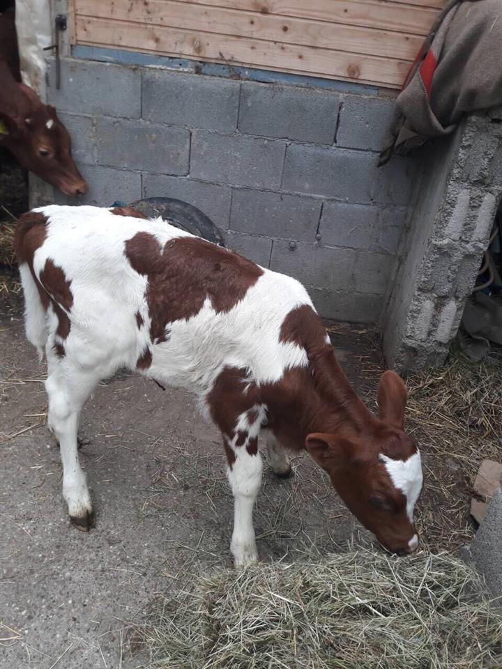 Holstein-Mushtjerra
