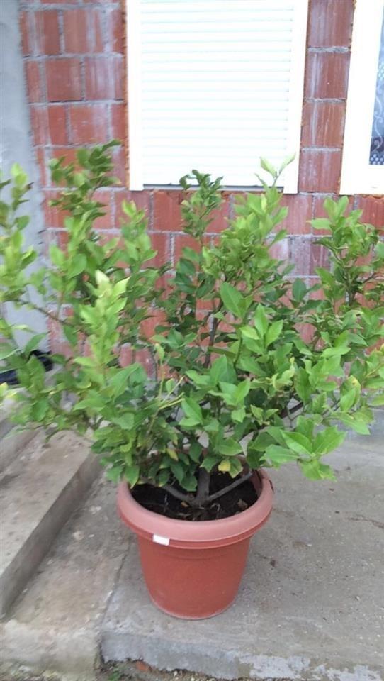 Limon-