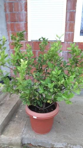 Limon 