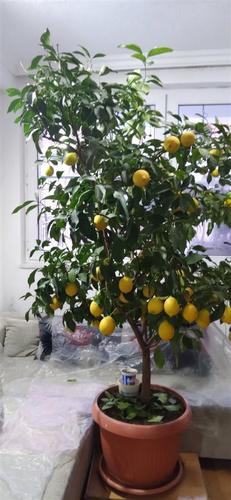 Shitet Pema e Limonit