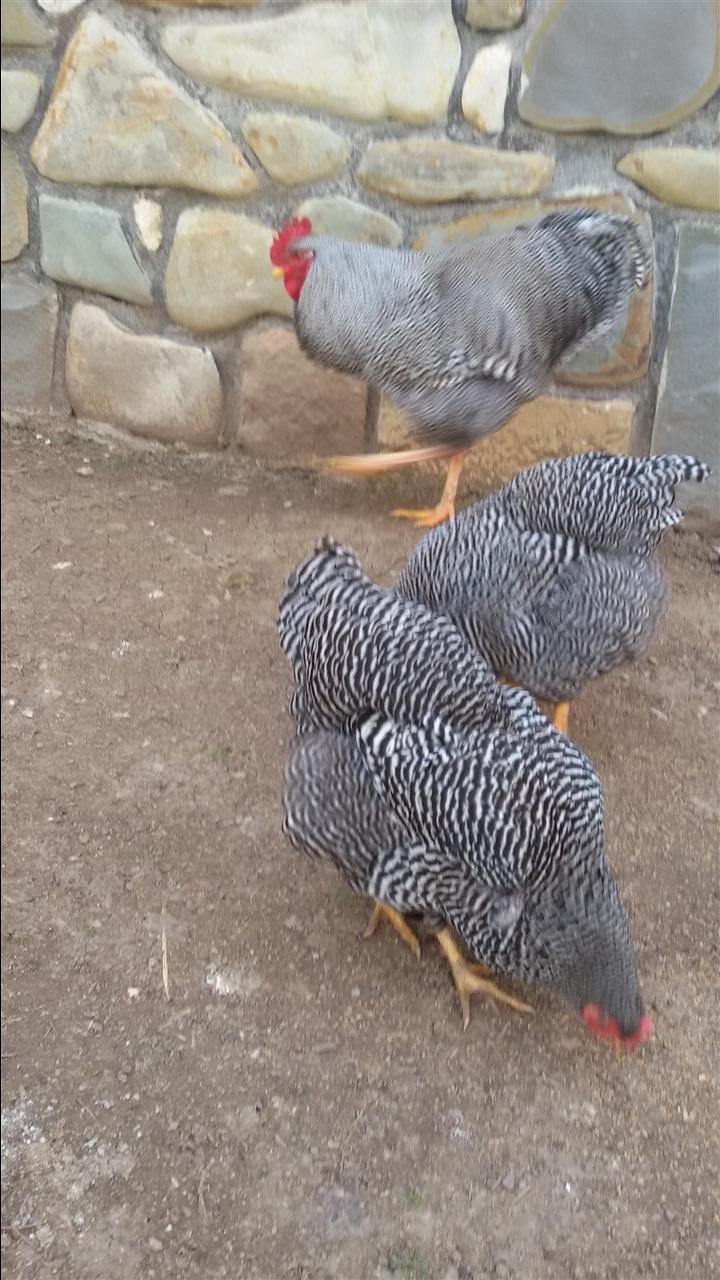 Shitet-gjeli-