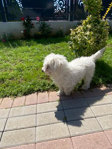 Mini maltezer
