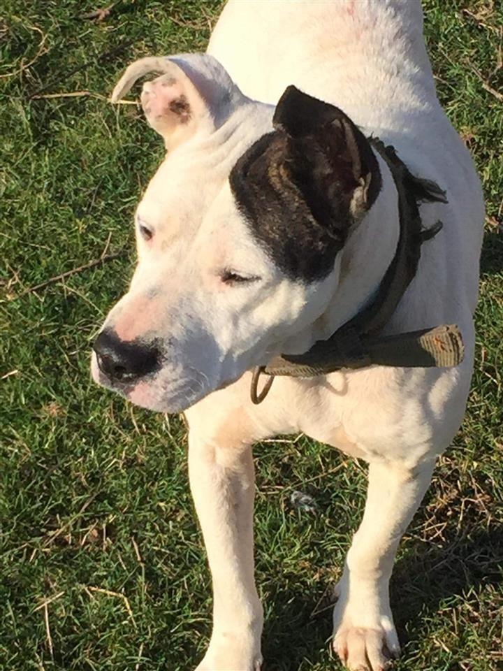 Pit-bull