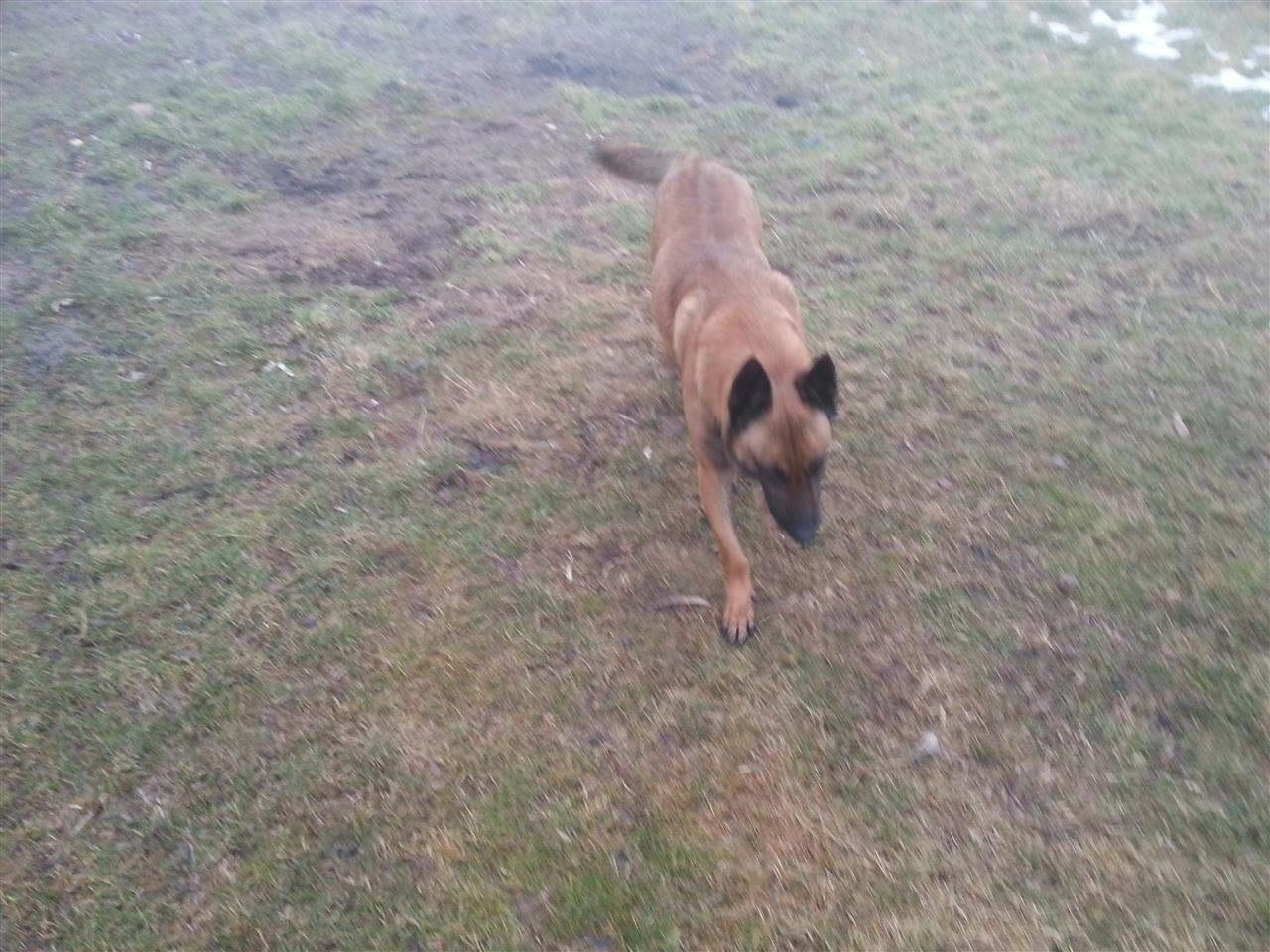 Malinois-belg