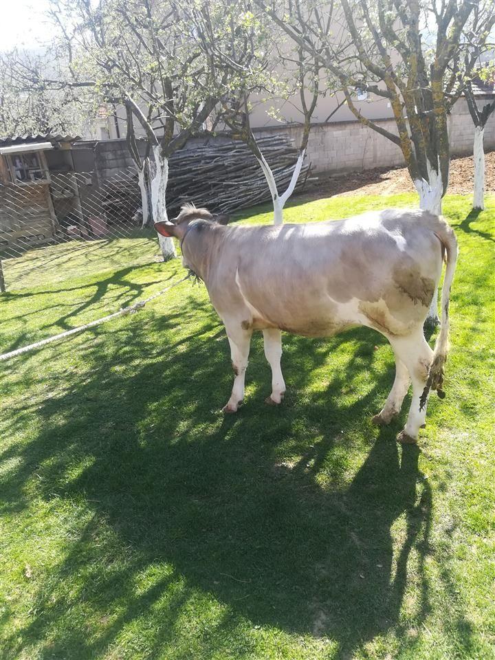She-s-Mushtjerr