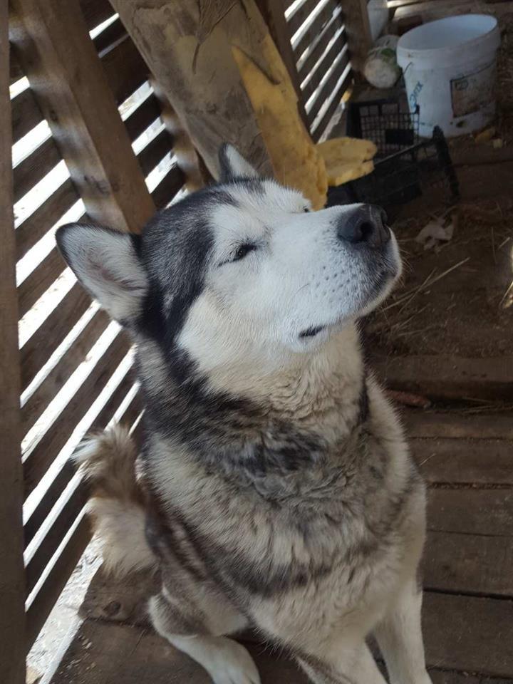 Haski