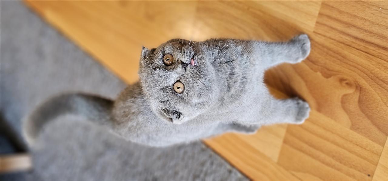 BritishShorthair---ScottishFold