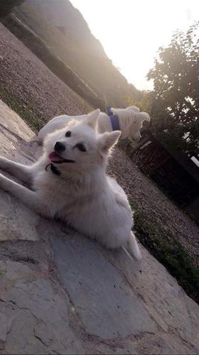 German spitz