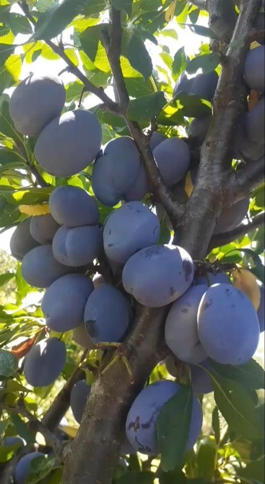 Shes-Kumbulla-