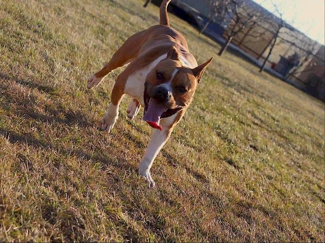 PitBull
