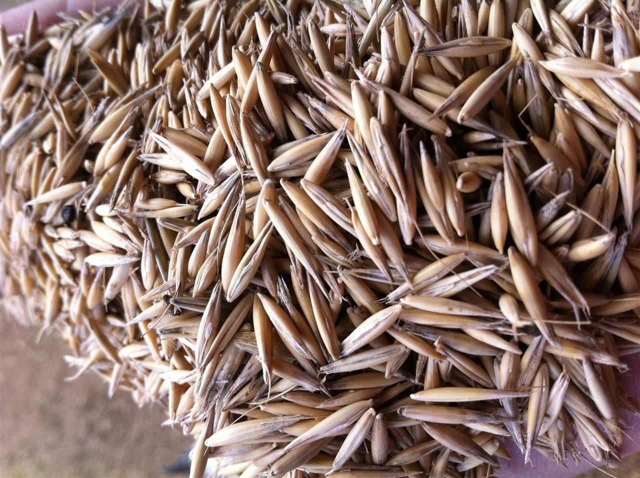 Tereshan