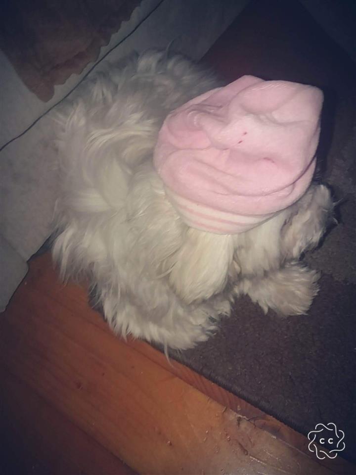 Maltezer-