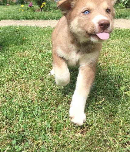 Husky 