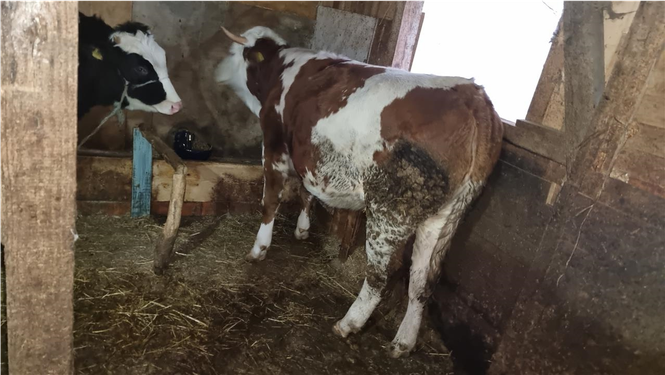 Mshtjerr 4 muj bars simentall e tamlit