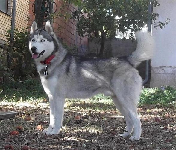 Haski per adoptim
