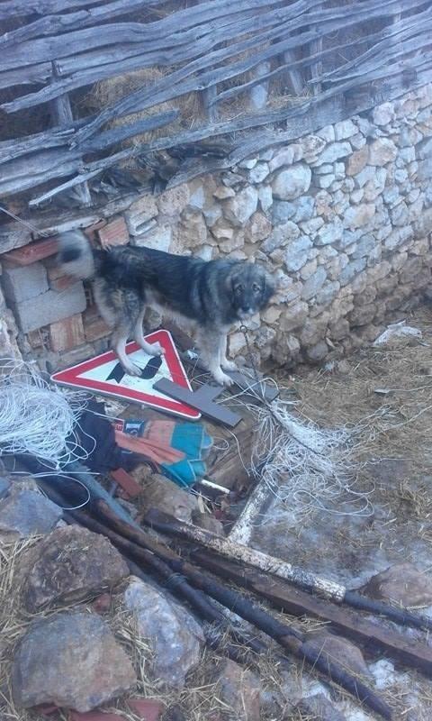Qen-sharri