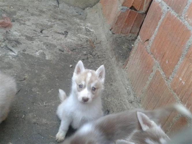 haski