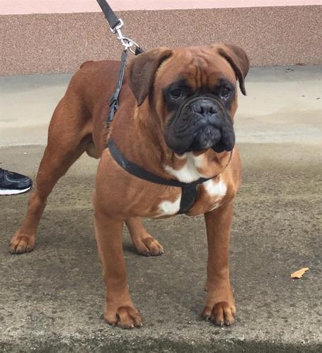 Boxer