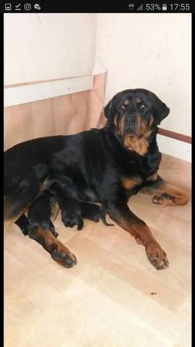 Rottweiler