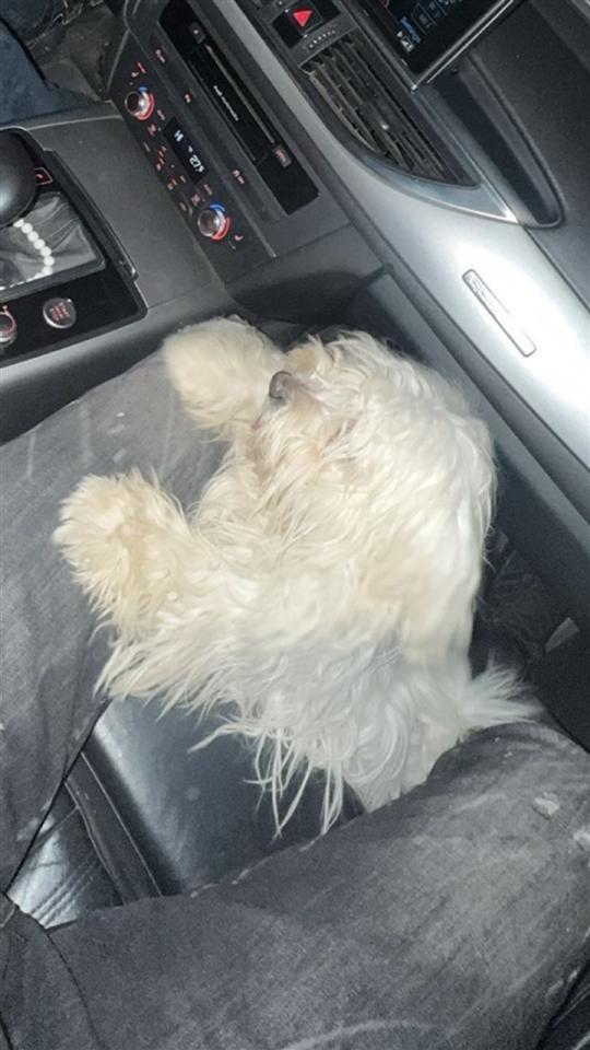 Mini-maltezer