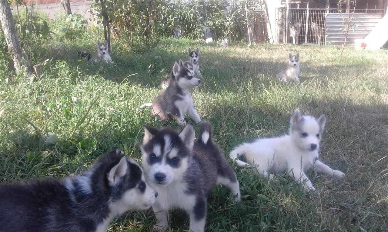 Haski