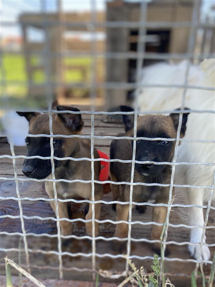 Belg-malinois