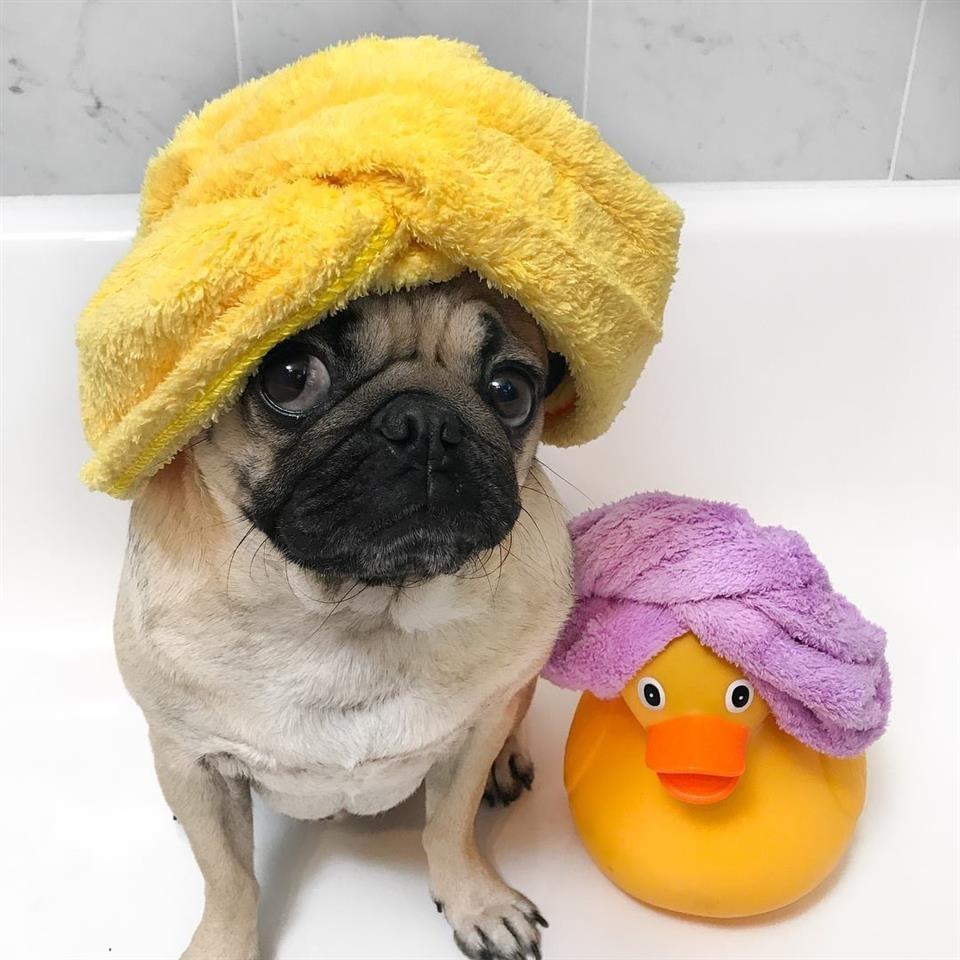 Pug-