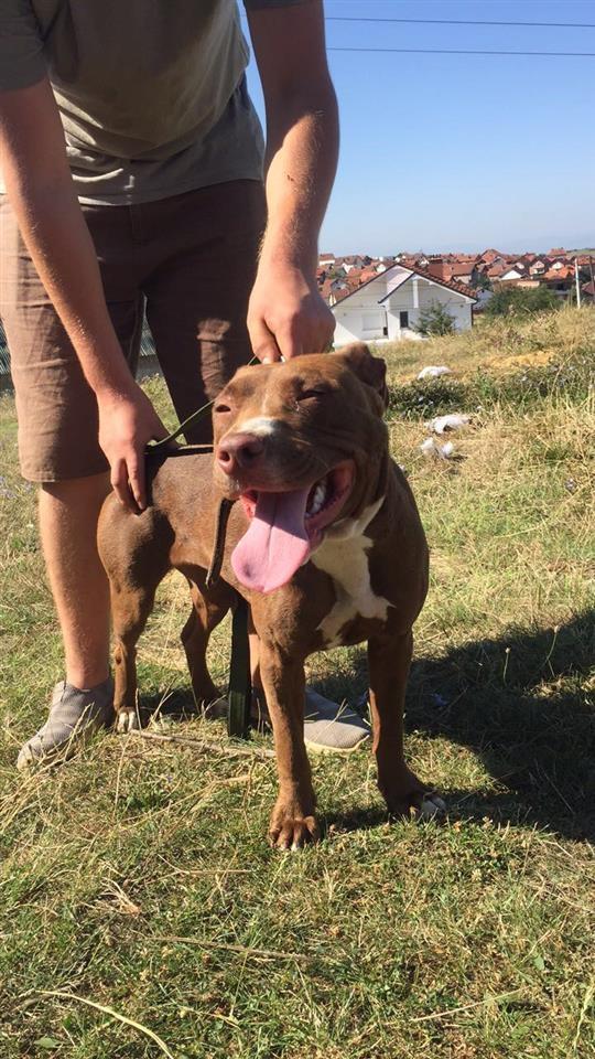 Pitbull