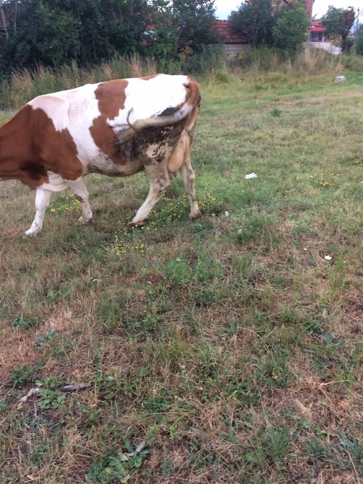 Lop